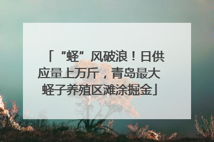“蛏”风破浪！日供应量上万斤，青岛最大蛏子养殖区滩涂掘金