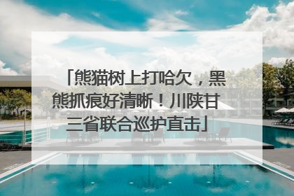 熊猫树上打哈欠，黑熊抓痕好清晰！川陕甘三省联合巡护直击