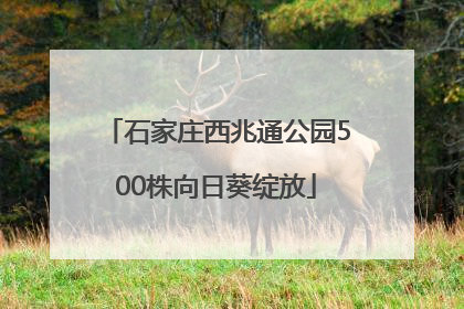 石家庄西兆通公园500株向日葵绽放