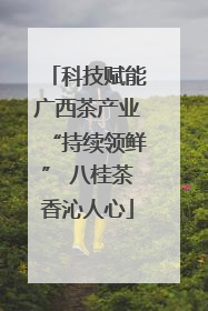 科技赋能广西茶产业“持续领鲜” 八桂茶香沁人心