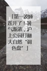 第一波睡莲开了！暑气渐浓，沪上公园打翻大自然“调色盘”