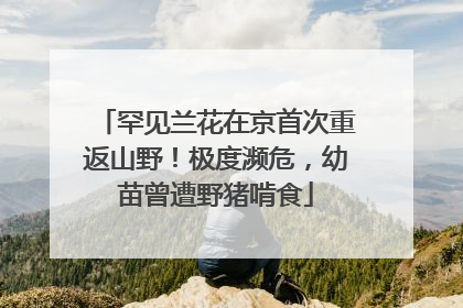 罕见兰花在京首次重返山野！极度濒危，幼苗曾遭野猪啃食