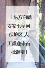 东方白鹳安家七星河保护区 人工巢迎来首批鹳宝