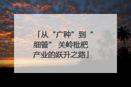 从“广种”到“细管” 关岭枇杷产业的跃升之路