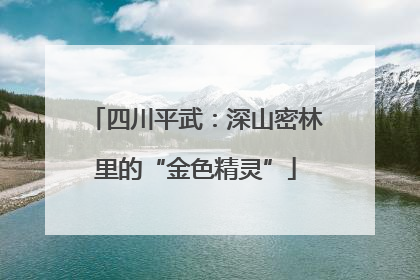四川平武：深山密林里的“金色精灵”