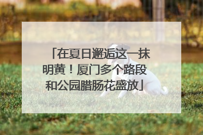 在夏日邂逅这一抹明黄！厦门多个路段和公园腊肠花盛放