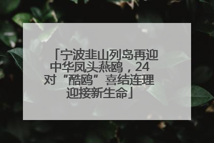 宁波韭山列岛再迎中华凤头燕鸥，24对“酷鸥”喜结连理迎接新生命