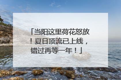 当阳这里荷花怒放！夏日顶流已上线，错过再等一年！