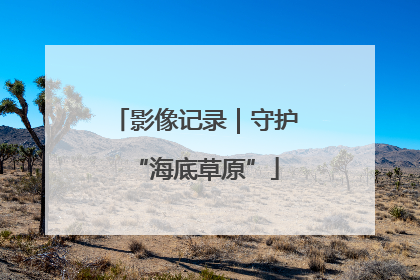 影像记录｜守护“海底草原”