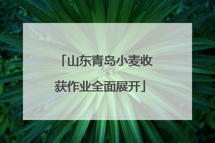 山东青岛小麦收获作业全面展开