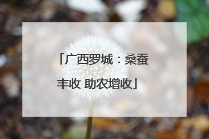 广西罗城：桑蚕丰收 助农增收