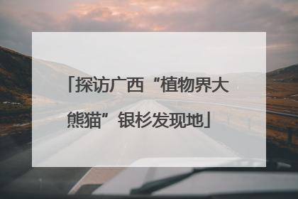 探访广西“植物界大熊猫”银杉发现地
