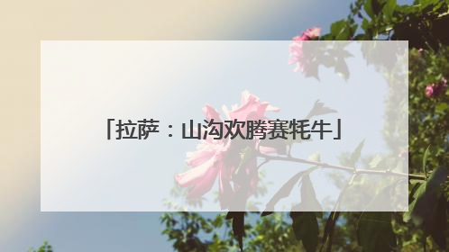 拉萨：山沟欢腾赛牦牛
