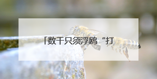 数千只须浮鸥“打卡”湖北枝江金湖 尽显生态美景