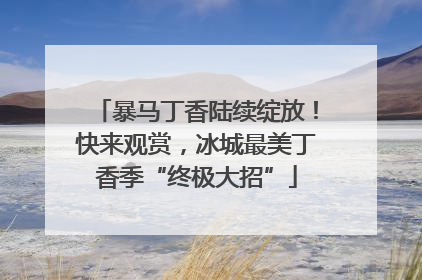 暴马丁香陆续绽放！快来观赏，冰城最美丁香季“终极大招”