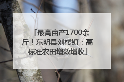 最高亩产1700余斤！东明县刘楼镇：高标准农田增效增收