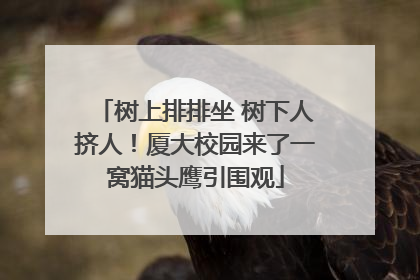 树上排排坐 树下人挤人！厦大校园来了一窝猫头鹰引围观