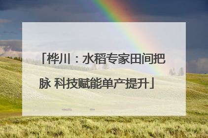 桦川：水稻专家田间把脉 科技赋能单产提升