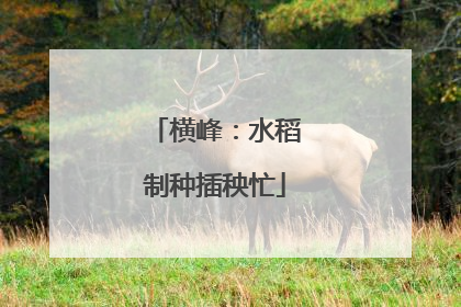 横峰：水稻制种插秧忙
