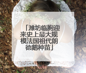 潍坊临朐迎来史上最大规模法国祖代朗德鹅种苗