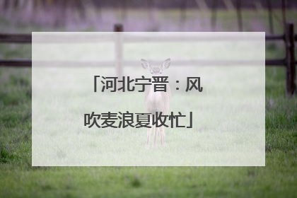 河北宁晋：风吹麦浪夏收忙