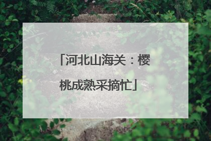 河北山海关：樱桃成熟采摘忙