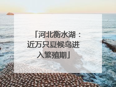 河北衡水湖：近万只夏候鸟进入繁殖期