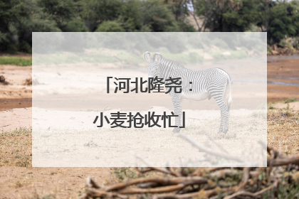 河北隆尧：小麦抢收忙