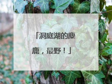洞庭湖的麋鹿，最野！