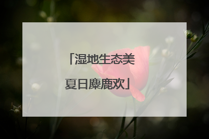 湿地生态美 夏日麋鹿欢