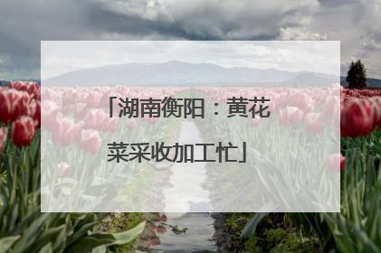 湖南衡阳：黄花菜采收加工忙