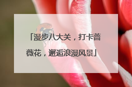 漫步八大关，打卡蔷薇花，邂逅浪漫风景