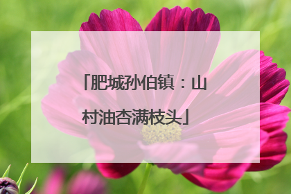 肥城孙伯镇：山村油杏满枝头