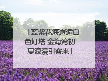 蓝紫花海邂逅白色灯塔 金海湾初夏浪漫引客来