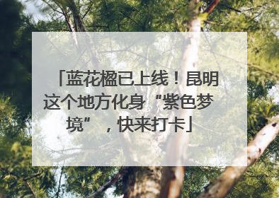 蓝花楹已上线！昆明这个地方化身“紫色梦境”，快来打卡