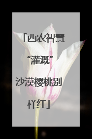 西农智慧“灌溉” 沙漠樱桃别样红