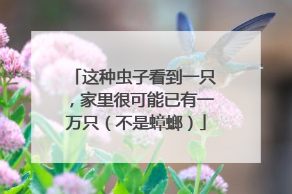 这种虫子看到一只，家里很可能已有一万只（不是蟑螂）