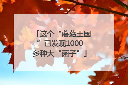 这个“蘑菇王国”已发现1000多种大“菌子”