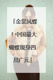 金裳凤蝶！中国最大蝴蝶现身四川广元