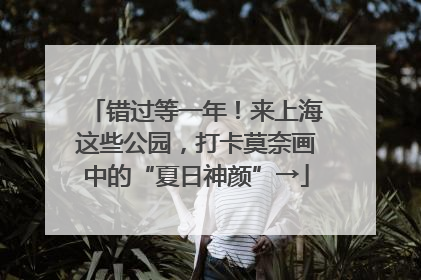 错过等一年！来上海这些公园，打卡莫奈画中的“夏日神颜”→