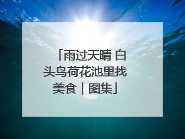 雨过天晴 白头鸟荷花池里找美食｜图集