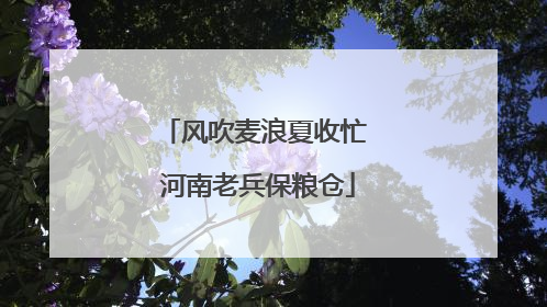 风吹麦浪夏收忙 河南老兵保粮仓