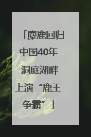 麋鹿回归中国40年 洞庭湖畔上演“鹿王争霸”