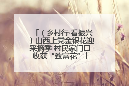 （乡村行·看振兴）山西上党金银花迎采摘季 村民家门口收获“致富花”