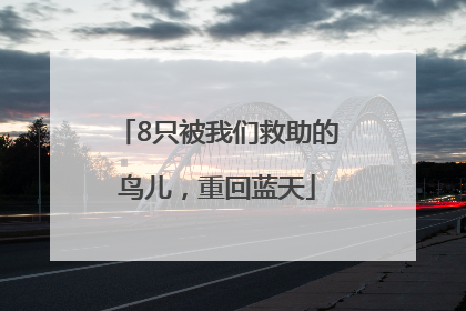 8只被我们救助的鸟儿，重回蓝天